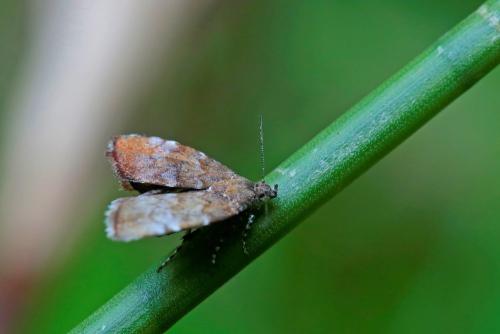 Choreutis pariana